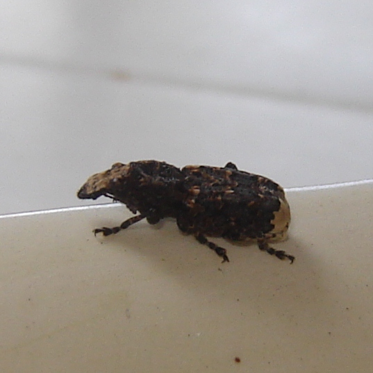 Che cos''?!? Platyrhinus resinosus (Anthribidae)